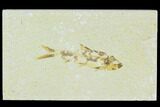 Bargain, Fossil Fish (Knightia) - Wyoming #120676-1